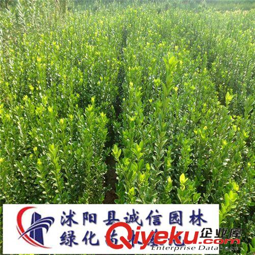 大葉黃楊苗 黃楊小苗 綠化苗木基地常年供應(yīng)