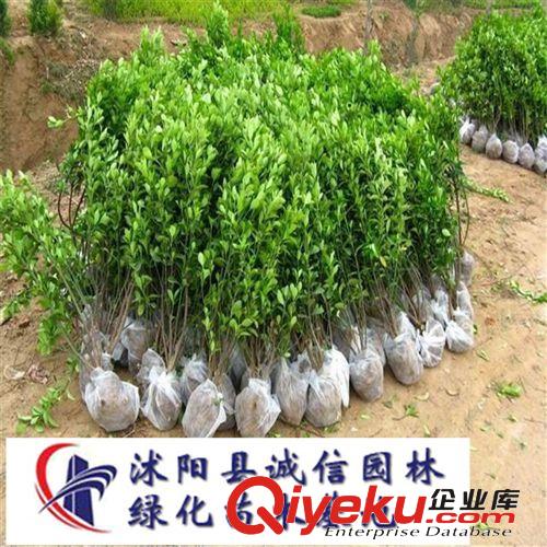 大葉黃楊苗 黃楊小苗 綠化苗木基地常年供應(yīng)原始圖片2