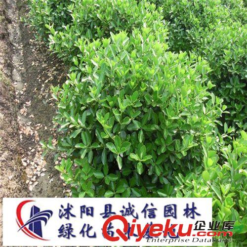 大葉黃楊苗 黃楊小苗 綠化苗木基地常年供應(yīng)原始圖片3