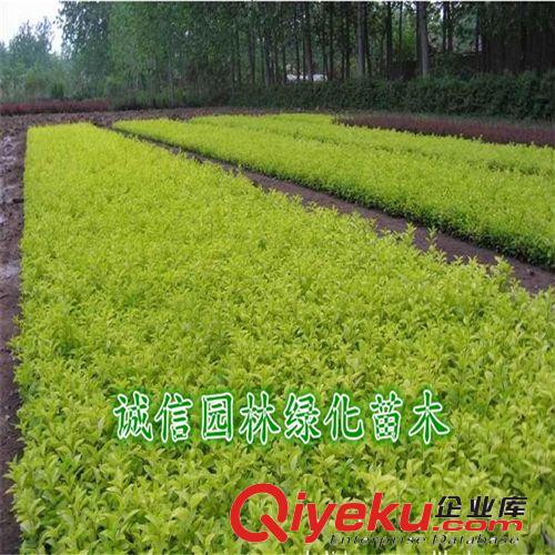大葉黃楊苗 黃楊小苗 綠化苗木基地常年供應(yīng)