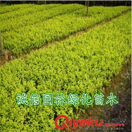 金葉女貞苗 金葉女貞灌木苗 直銷 量大供應(yīng)原始圖片2