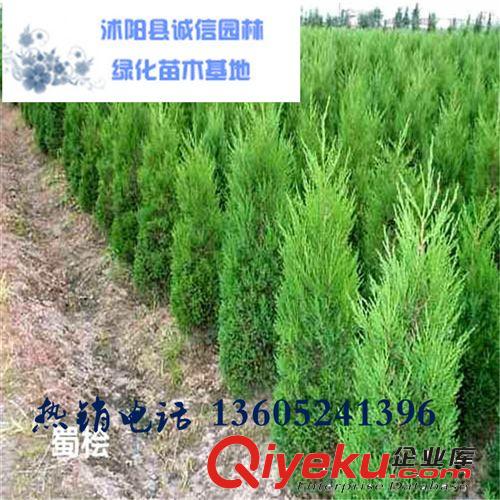 金葉女貞苗 金葉女貞灌木苗 直銷 量大供應(yīng)