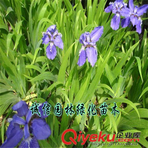 鳶尾地被植物 鳶尾種根苗 庭院綠化植物