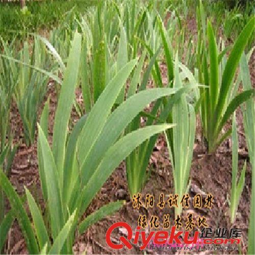 鳶尾地被植物 鳶尾種根苗 庭院綠化植物原始圖片3