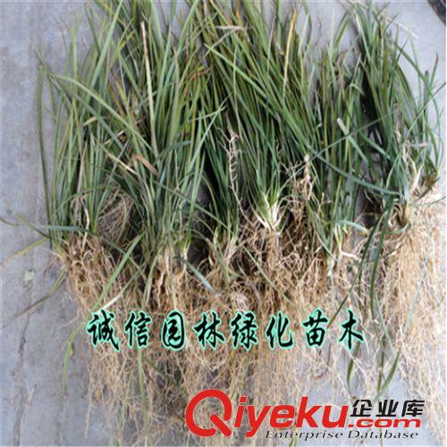 小葉麥冬苗  麥冬草苗 美化環(huán)境原始圖片3