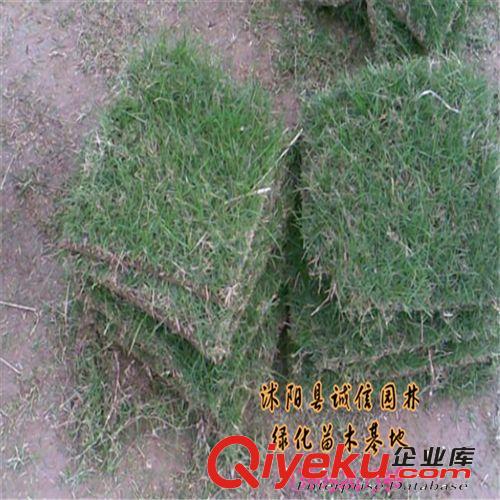 百慕大草坪苗 草坪苗 基地優質出售