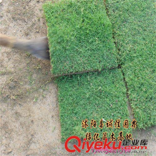 百慕大草坪苗 草坪苗 基地優質出售原始圖片2