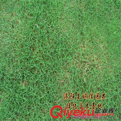 百慕大草坪苗 草坪苗 基地優質出售原始圖片3