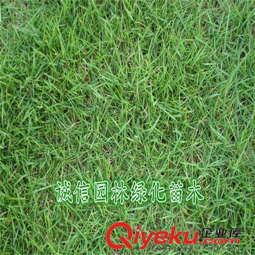 百慕大草坪苗 草坪苗 基地優質出售
