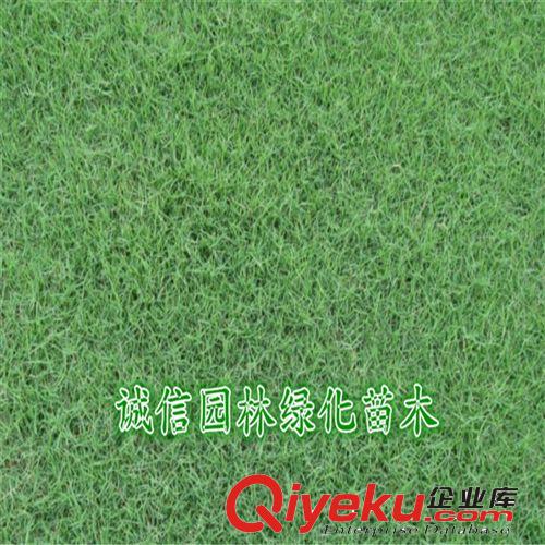 綠化草坪 天堂草 草坪 誠(chéng)信園林直銷供應(yīng)原始圖片2