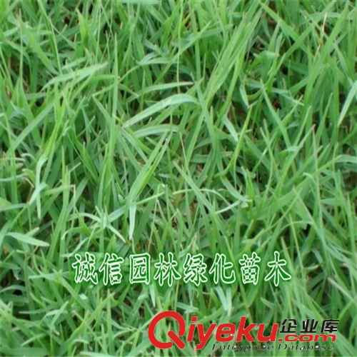 綠化草坪 天堂草 草坪 誠(chéng)信園林直銷供應(yīng)原始圖片3