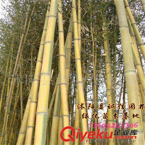 竹子苗 紫竹苗 【黃金竹苗 】庭院綠化植物