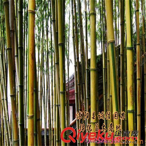 竹子苗 紫竹苗 【黃金竹苗 】庭院綠化植物原始圖片2