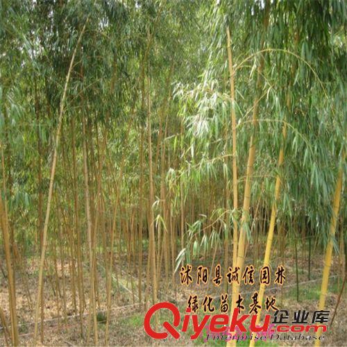 竹子苗 紫竹苗 【黃金竹苗 】庭院綠化植物原始圖片3
