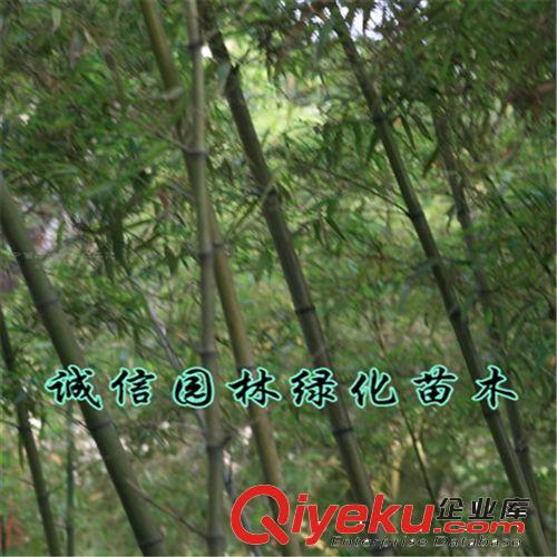 淡竹苗 竹子苗 庭院綠化苗木 優質出售