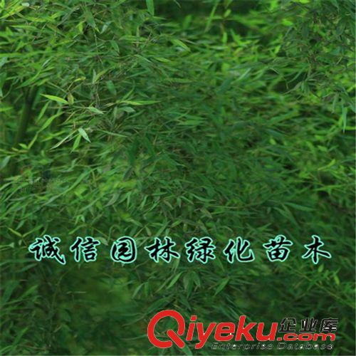 淡竹苗 竹子苗 庭院綠化苗木 優(yōu)質(zhì)出售原始圖片2