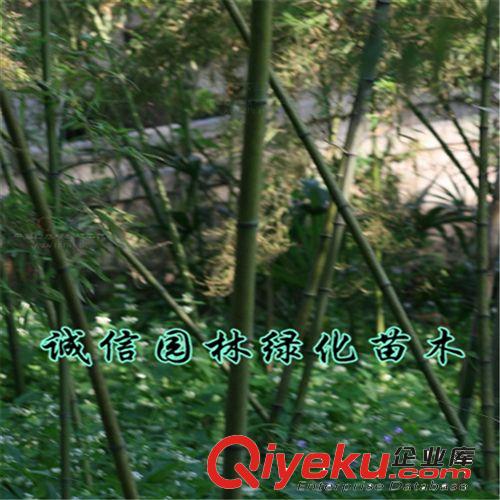 淡竹苗 竹子苗 庭院綠化苗木 優(yōu)質(zhì)出售原始圖片3