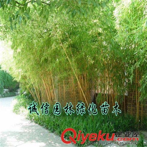 慈孝竹苗 庭院綠化植物 淡竹 剛竹苗 竹子苗 品種規格齊全