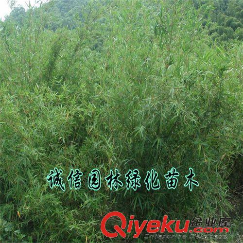 慈孝竹苗 庭院綠化植物 淡竹 剛竹苗 竹子苗 品種規(guī)格齊全原始圖片2