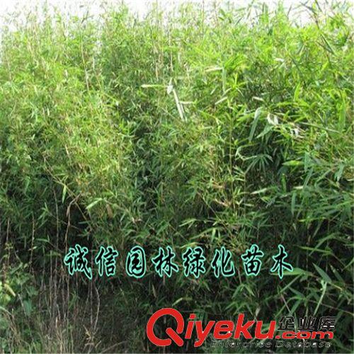 慈孝竹苗 庭院綠化植物 淡竹 剛竹苗 竹子苗 品種規(guī)格齊全原始圖片3