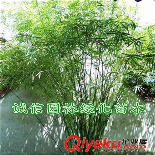 常年出售優質的慈孝竹苗 竹子苗