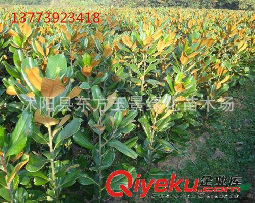 苗木直銷 金葉女貞 紅葉小檗等庭院 工程綠化苗 大小規(guī)格供選購