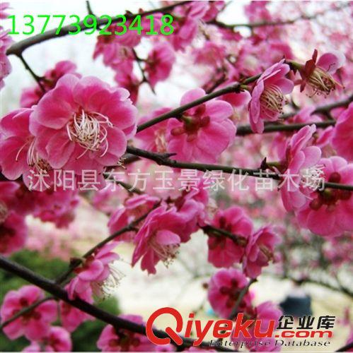 庭院 觀賞 梅花 綠萼梅 綠梅 白梅 盆景 盆栽 紅梅 大小規格齊全