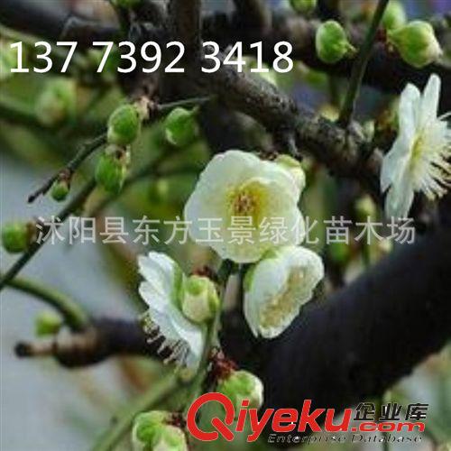 庭院 桂花 金桂 金球桂 丹桂 四季桂 桂花樹  桂花苗 四季常青