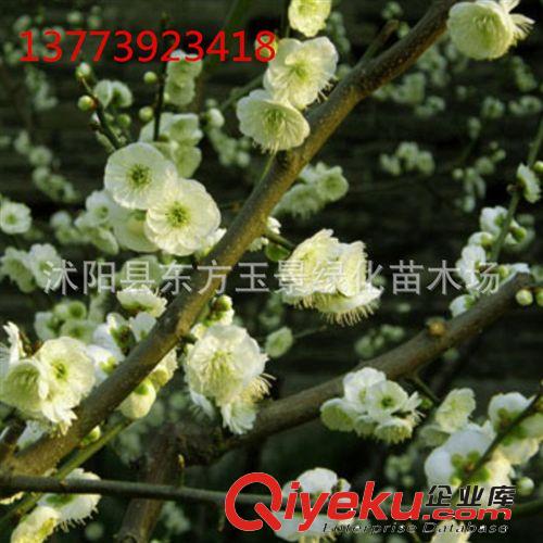 庭院 觀賞 梅花 綠萼梅 綠梅 白梅 盆景 盆栽 紅梅 大小規格齊全原始圖片2
