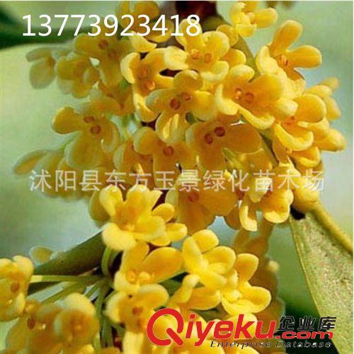 庭院 桂花 金桂 金球桂 丹桂 四季桂 桂花樹  桂花苗 四季常青
