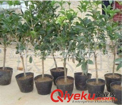 庭院 桂花 金桂 金球桂 丹桂 四季桂 桂花樹  桂花苗 四季常青