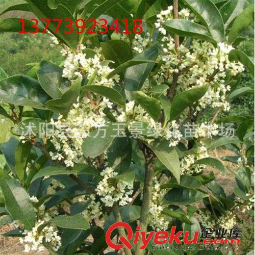 大量出售 桂花苗  四季桂 四季開花 桂花樹