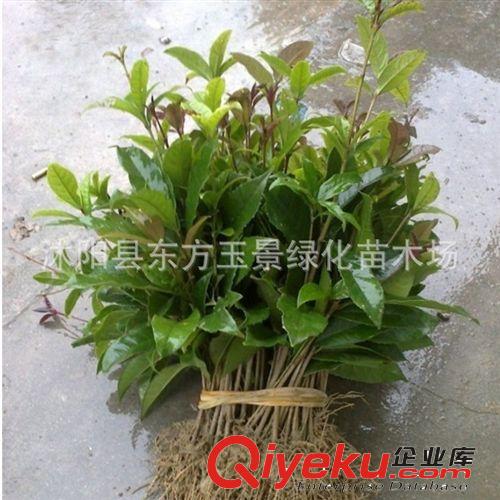 大量出售 桂花苗  四季桂 四季開花 桂花樹