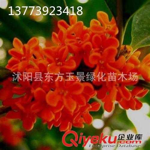 大量出售 桂花樹  桂花 桂花苗 狀元紅丹桂 庭院植物  規(guī)格齊全