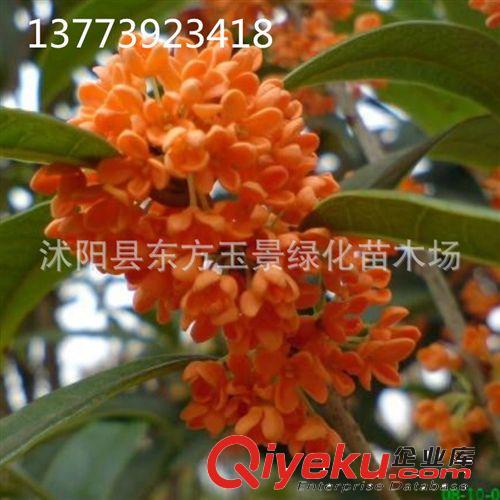 大量出售 桂花樹  桂花 桂花苗 狀元紅丹桂 庭院植物  規(guī)格齊全