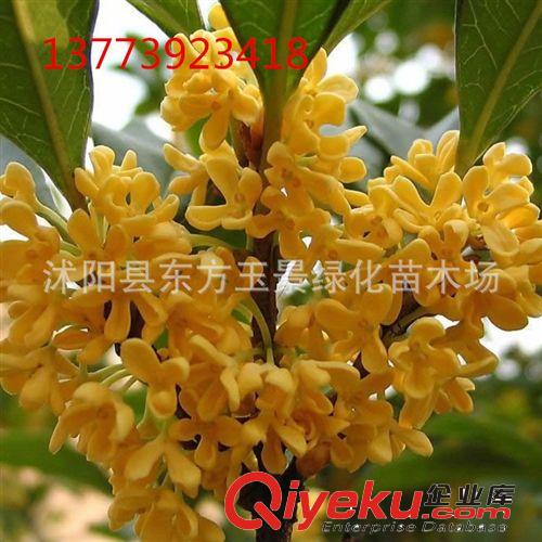 大量出售 桂花樹  桂花 桂花苗 狀元紅丹桂 庭院植物  規(guī)格齊全