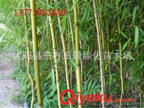 竹子 金鑲玉竹 黃金間碧玉 寧可食無肉 不可宅無竹