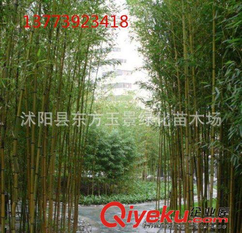 竹子 金鑲玉竹 黃金間碧玉 寧可食無肉 不可宅無竹