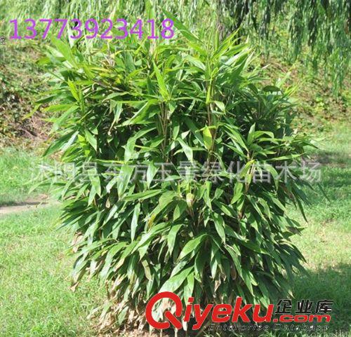 大量供應 竹苗 直銷 觀賞竹子 箬竹 寬葉箬竹  庭院觀賞竹子