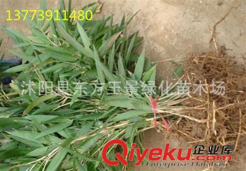大量供應 竹苗 直銷 觀賞竹子 箬竹 寬葉箬竹  庭院觀賞竹子