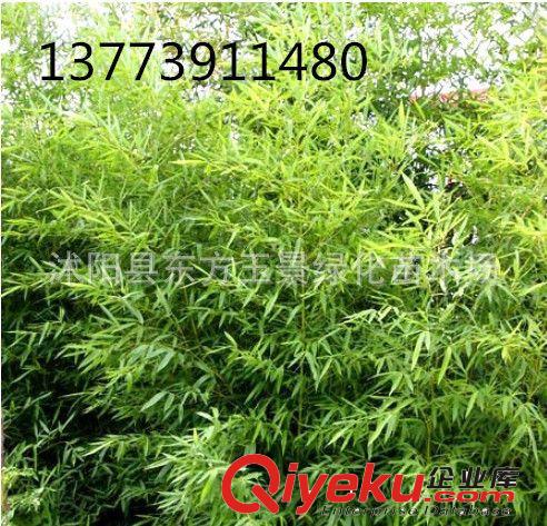 大量直銷 竹苗 早園竹 具有很高的觀賞價(jià)值 早園竹姿態(tài)優(yōu)美