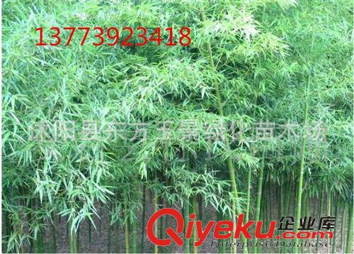 大量直銷 竹苗 早園竹 具有很高的觀賞價(jià)值 早園竹姿態(tài)優(yōu)美