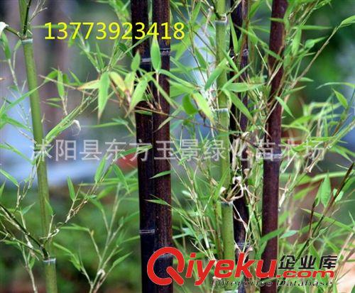 大量出售 竹子 竹苗 紫竹 優(yōu)良園林觀賞竹種 辟邪竹子
