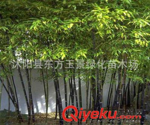 大量出售 竹子 竹苗 紫竹 優良園林觀賞竹種 辟邪竹子