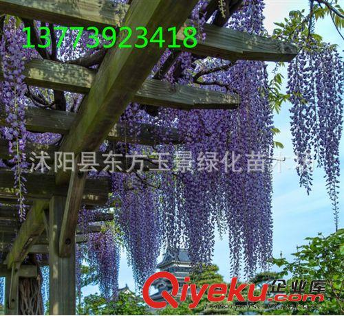 多花紫藤 紫藤花 紫藤 規(guī)格齊全適合陽臺(tái).花架，供門,垂直綠化