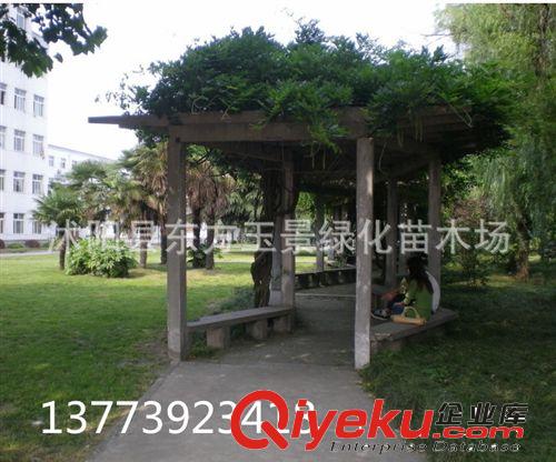 多花紫藤 紫藤花 紫藤 規(guī)格齊全適合陽臺.花架，供門,垂直綠化