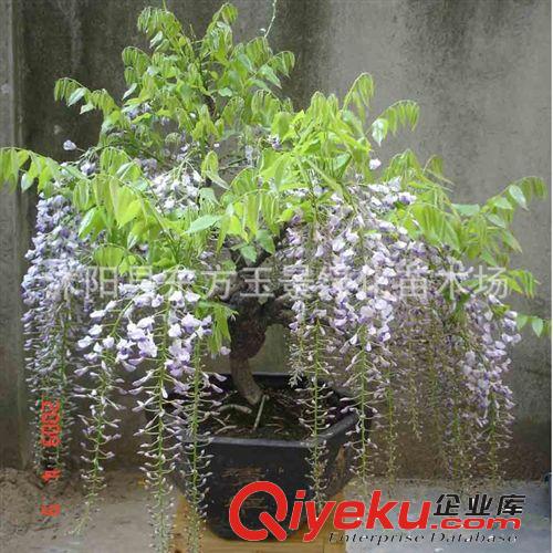 多花紫藤 紫藤花 紫藤 規(guī)格齊全適合陽臺.花架，供門,垂直綠化