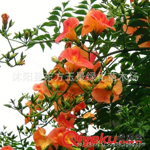 大量供應(yīng) 綠化苗木 藤本綠化苗 凌霄 凌霄花 慈母之愛 垂直綠化