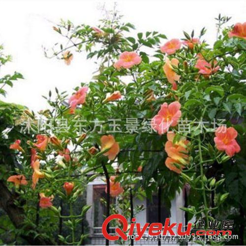 大量供應 綠化苗木 藤本綠化苗 凌霄 凌霄花 慈母之愛 垂直綠化