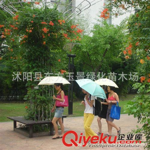 大量供應 綠化苗木 藤本綠化苗 凌霄 凌霄花 慈母之愛 垂直綠化